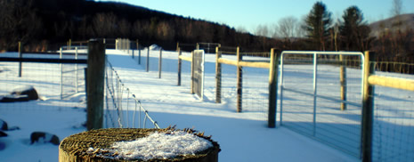 Alpaca Fencing