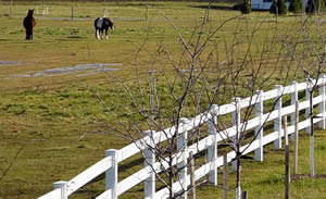 Cedar Stockade Fencing